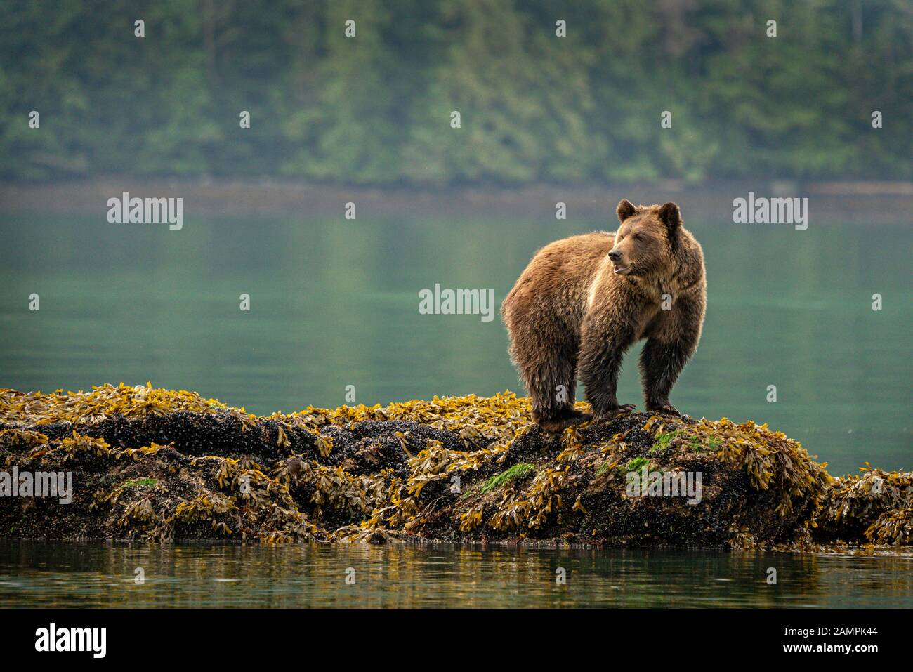 Grizzly orrida sulle cozze lungo la linea di bassa marea in Knight Inlet, First Nations Territory, British Columbia, Canada. Foto Stock