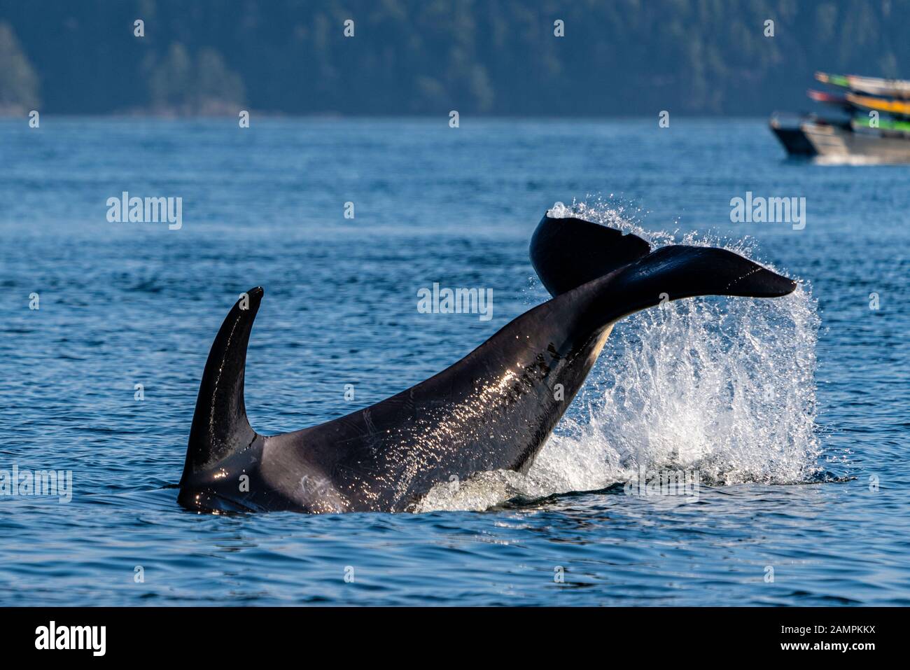 A99, orcinus orche residente nel nord dello stretto di Johnstone fuori dall'isola di Vancouver, Columbia Britannica, Canada Foto Stock
