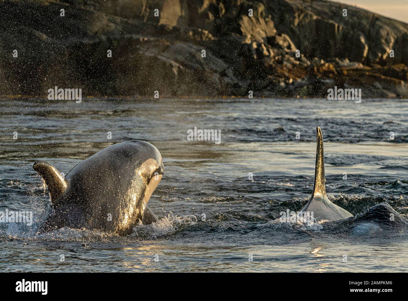 A118 e A54, orche killer residenti nel nord, Orcinus Orca poco dopo l'alba nello stretto di Johnstone, Territorio Delle prime Nazioni, Columbia Britannica, Cana Foto Stock