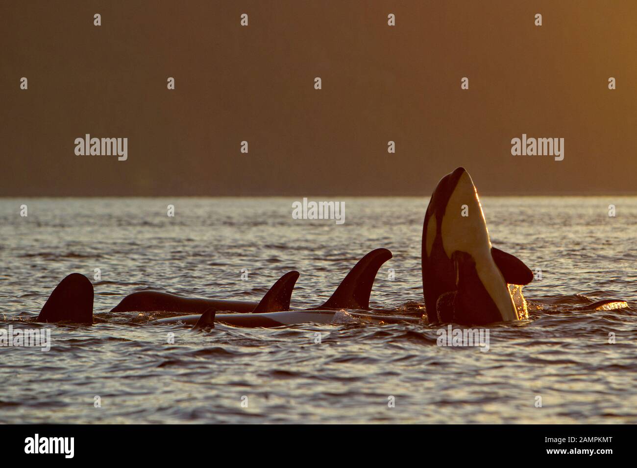 Avvistamento delle balene killer residenti nel nord, una colazione, nello stretto di Johnstone, Nel territorio Delle prime Nazioni, nell'isola di Vancouver, nella British Columbia, in Canada. Foto Stock