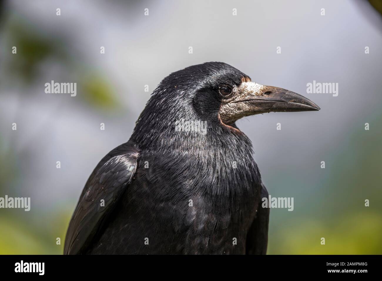 Vista laterale primo piano di uccelli selvatici rook del Regno Unito (Corvus frugilegus) isolati all'aperto in habitat naturale. Rook testa con grande becco rivolto a destra. Crows Regno Unito. Foto Stock