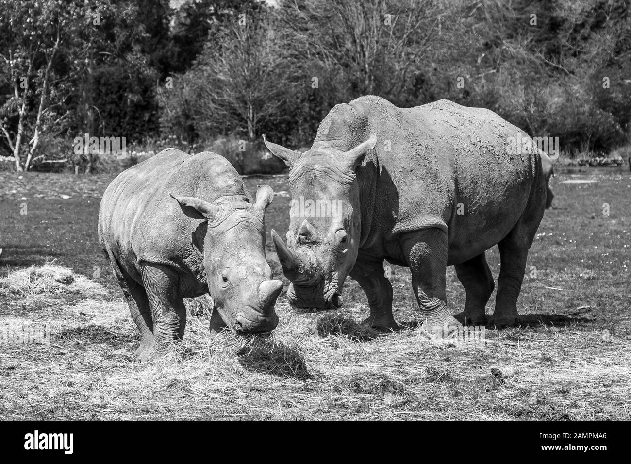 Fotografia di animali bianchi e neri: Due rinoceronti bianchi meridionali (Ceratotherium simum) mangiare fieno all'aperto sotto il sole, Cotswold Wildlife Park, Regno Unito. Foto Stock