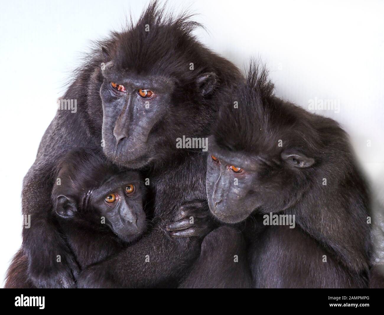 Celebes Crested macaque Macaca nigra anche conosciuto come il gruppo di famiglia macaque nero satinato. Prigioniero Foto Stock