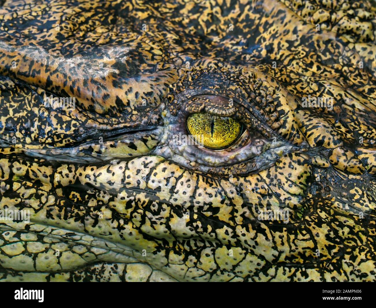 Testa e occhi di coccodrillo palustris di palustris di palude Foto Stock