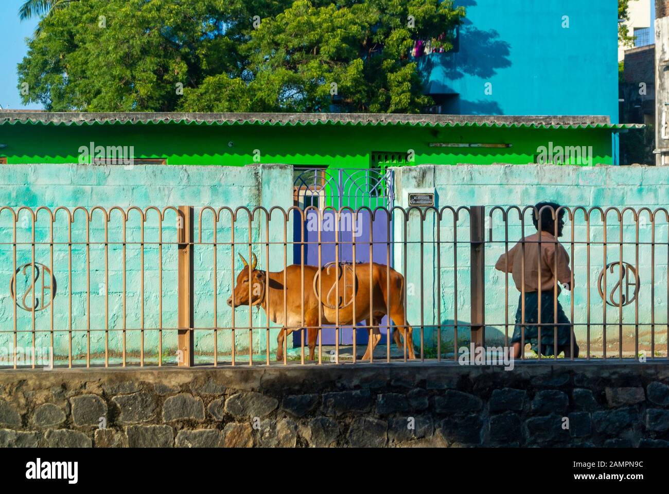 Scena di strada con pedone maschile indiano e una mucca, mahabalipuram, tamil nadu / India Foto Stock