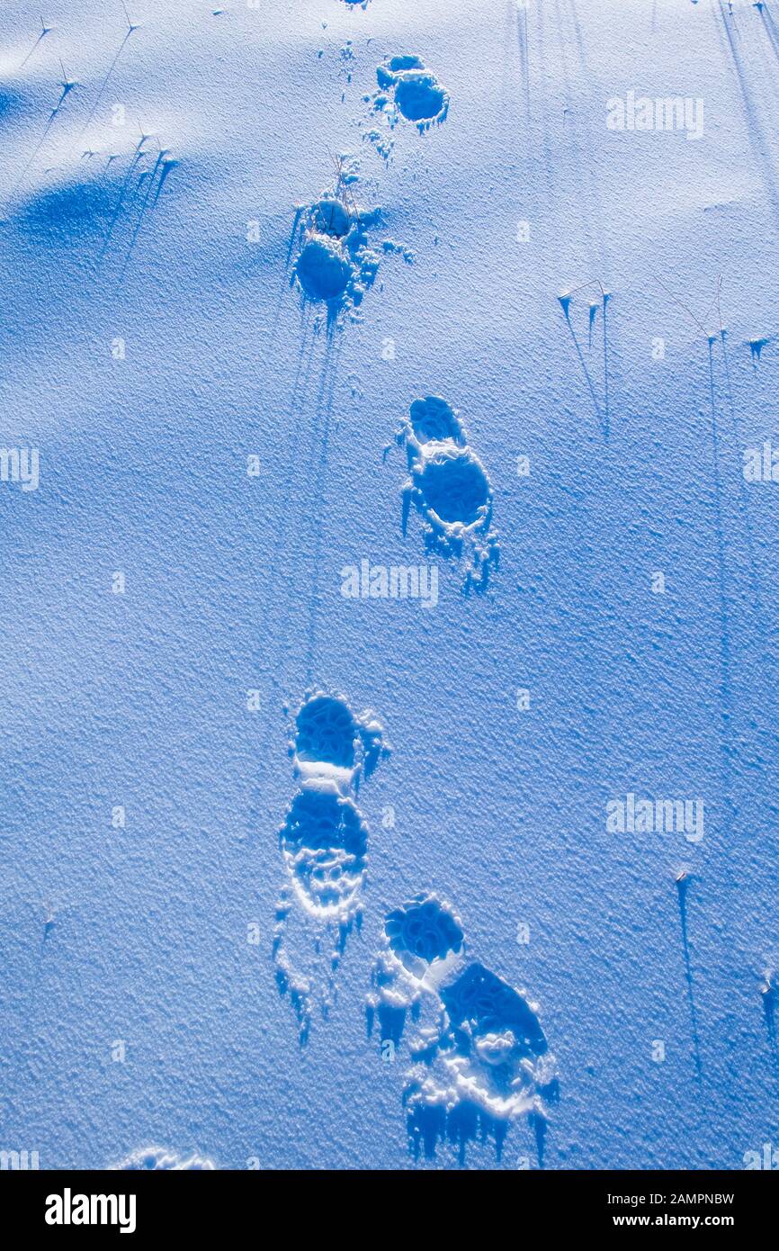 Una serie di gradini per piedi nella neve fresca Foto Stock