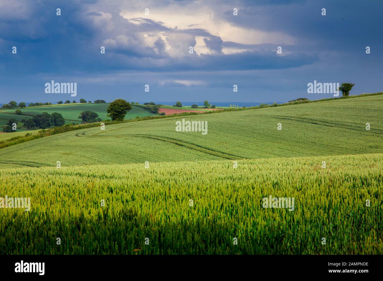 Colture e agricoltura nei campi di rotolamento Devon vicino a tempo di raccolto con cielo tempestoso, Devon, Regno Unito Foto Stock