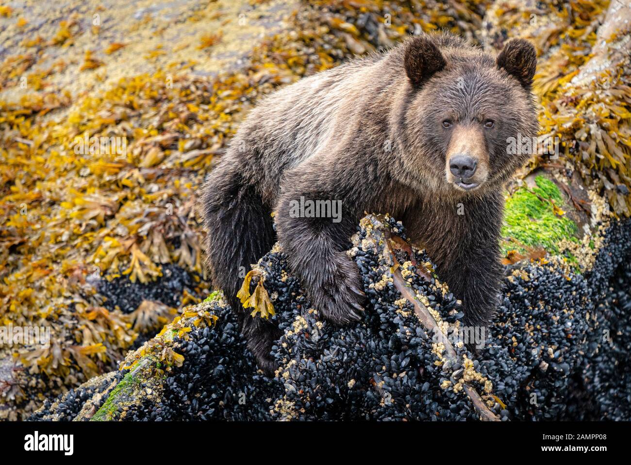 Grizzly orrida sulle cozze lungo la linea di bassa marea in Knight Inlet, First Nations Territory, British Columbia, Canada. Foto Stock