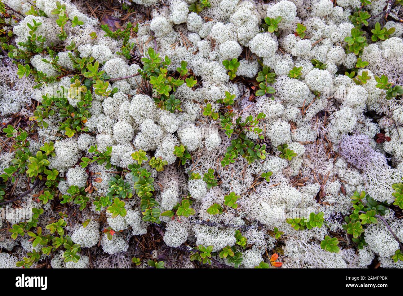 White Renne Moss (Cladonia stellaris) un'importante fonte di cibo nelle regioni artiche per renne e caribou durante i mesi invernali Foto Stock