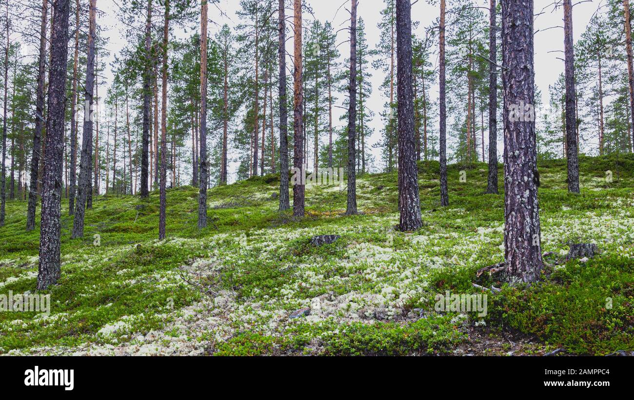 Foresta con muschio di renne bianche (Cladonia stellaris), importante fonte di cibo nelle regioni artiche per renne e caribou durante i mesi invernali Foto Stock