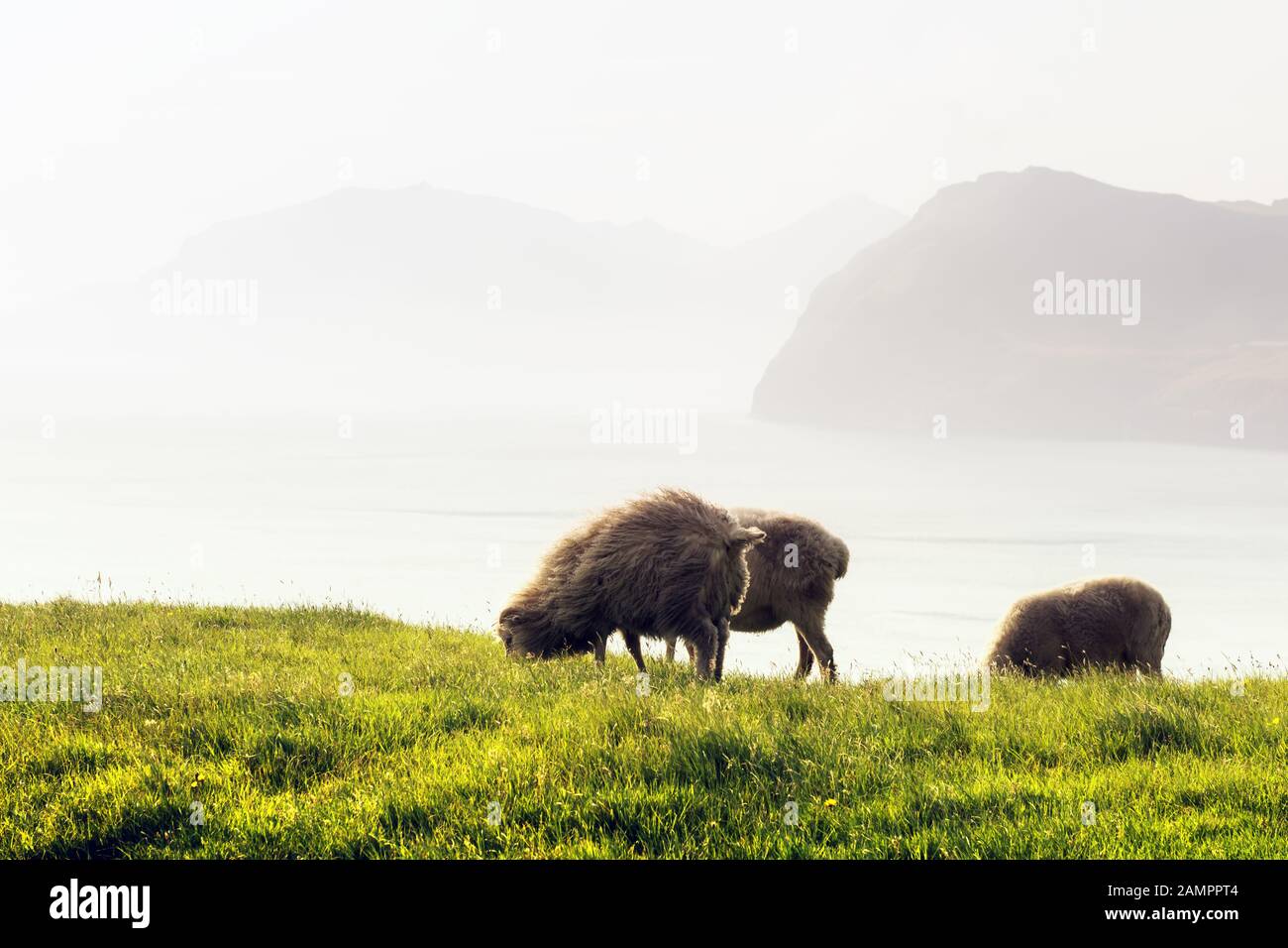 Vista mattutina sulle isole Faroe estive con tre pecore in primo piano. Isola di Streymoy, Danimarca. Fotografia di paesaggio Foto Stock