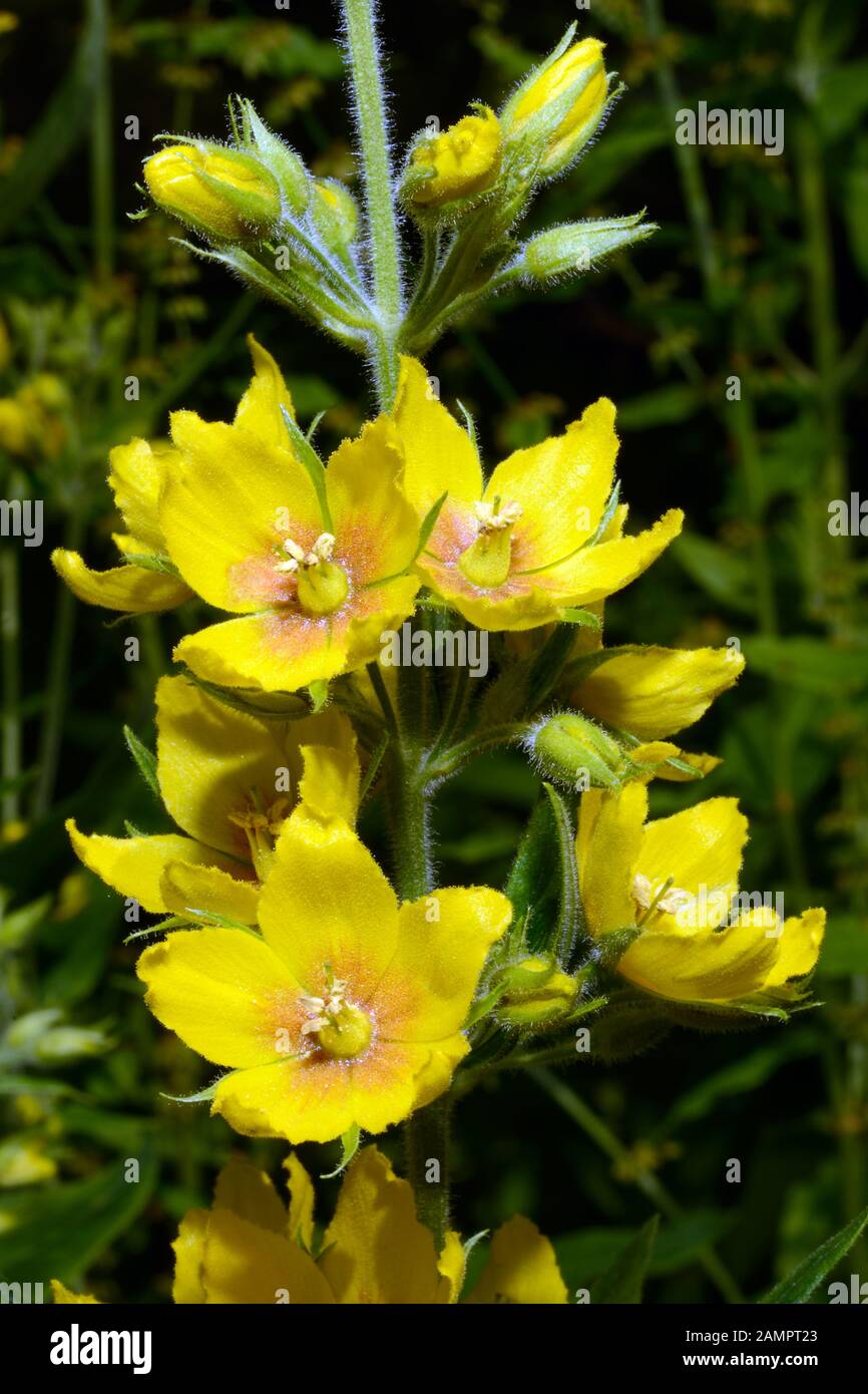 Lysimachia puntata (punteggiato losestrife) è nativo di se Europa e del Caucaso dove si sviluppa vicino all'acqua, in fossati, paludi, paludi e paludi. Foto Stock