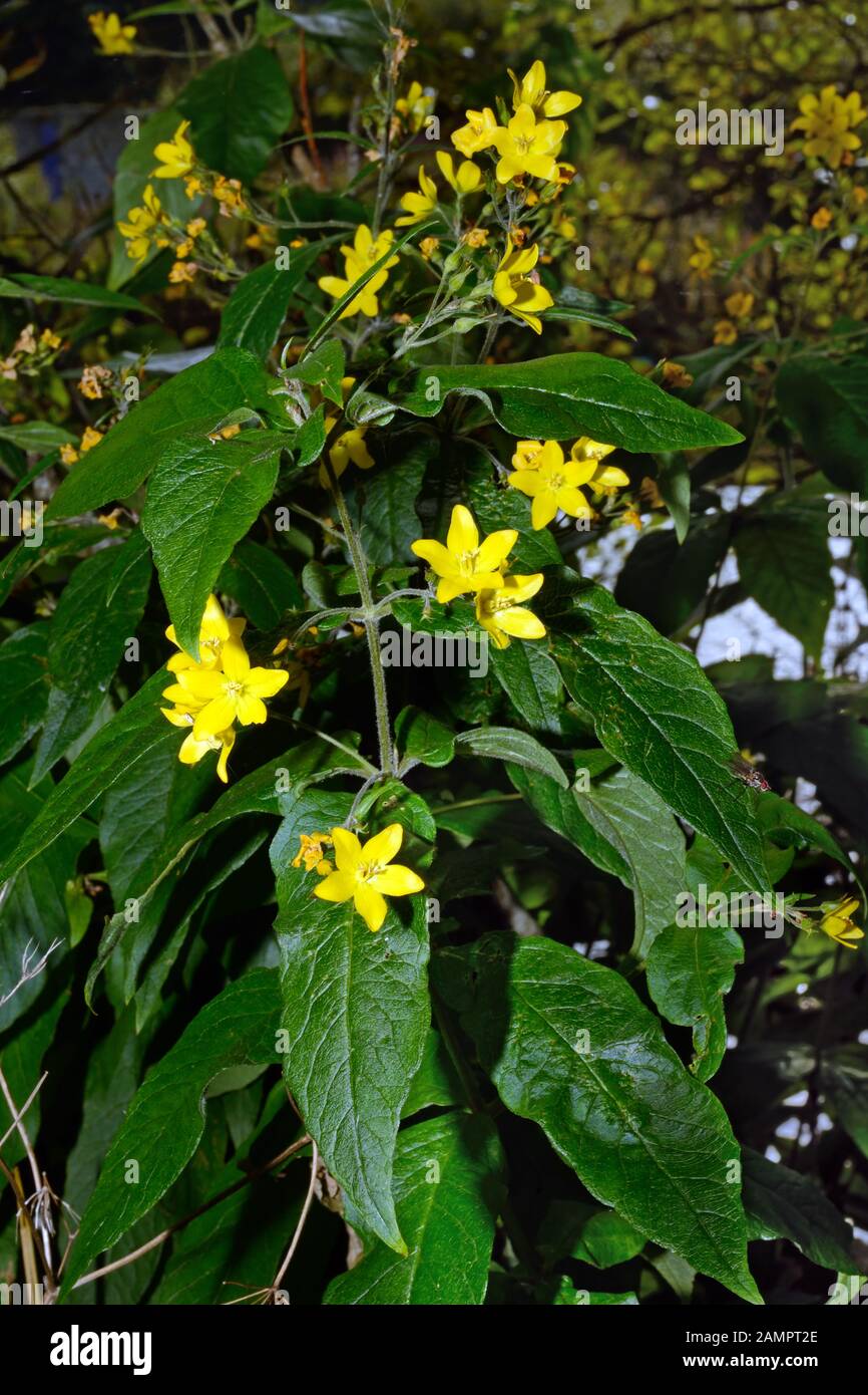 Lysimachia vulgaris (giallo sciacalli) è originaria dell'Europa sudorientale, dove cresce nelle zone umide, nei prati umidi e nelle foreste. Foto Stock