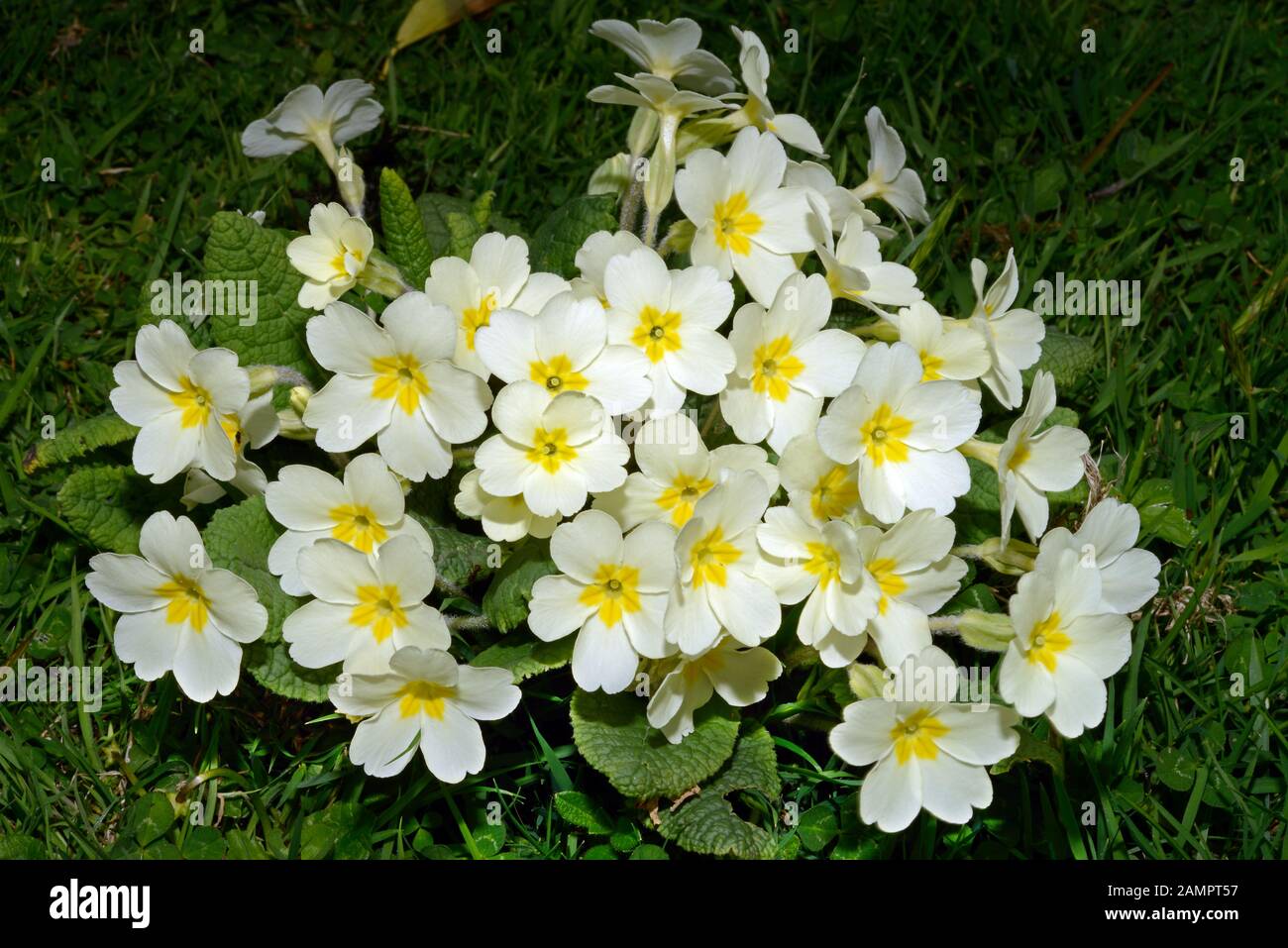 Primula vulgaris (primrose) è originaria dell'Europa, dell'Africa nord-occidentale e dell'Asia sud-occidentale, che crescono in boschi aperti e in siepi ombreggiate. Foto Stock