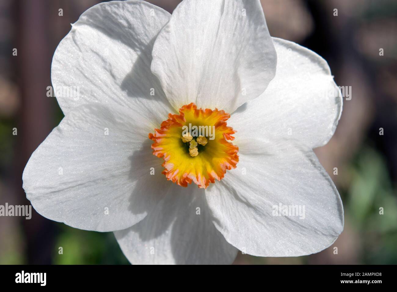 Bello bianco puro fiore primaverile fotografato in luce naturale. Si chiama Narcissus poeticus, narciso del poeta o narciso del poeta. Foto Stock