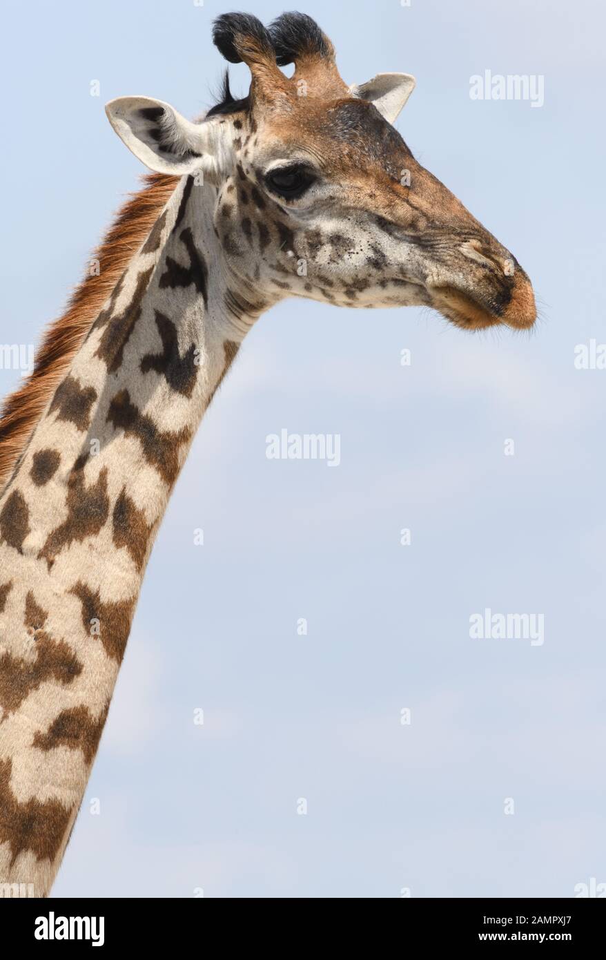 Close-up ritratto di una donna Masai giraffe (Giraffa camelopardalis tippelskirchii). Sinya Wildlife Management Area, Tanzania. Foto Stock