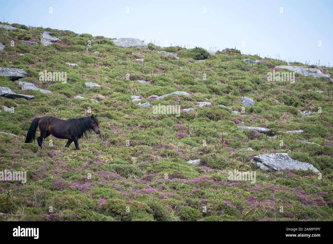 cavallo al pascolo su una montagna con gorge Foto Stock