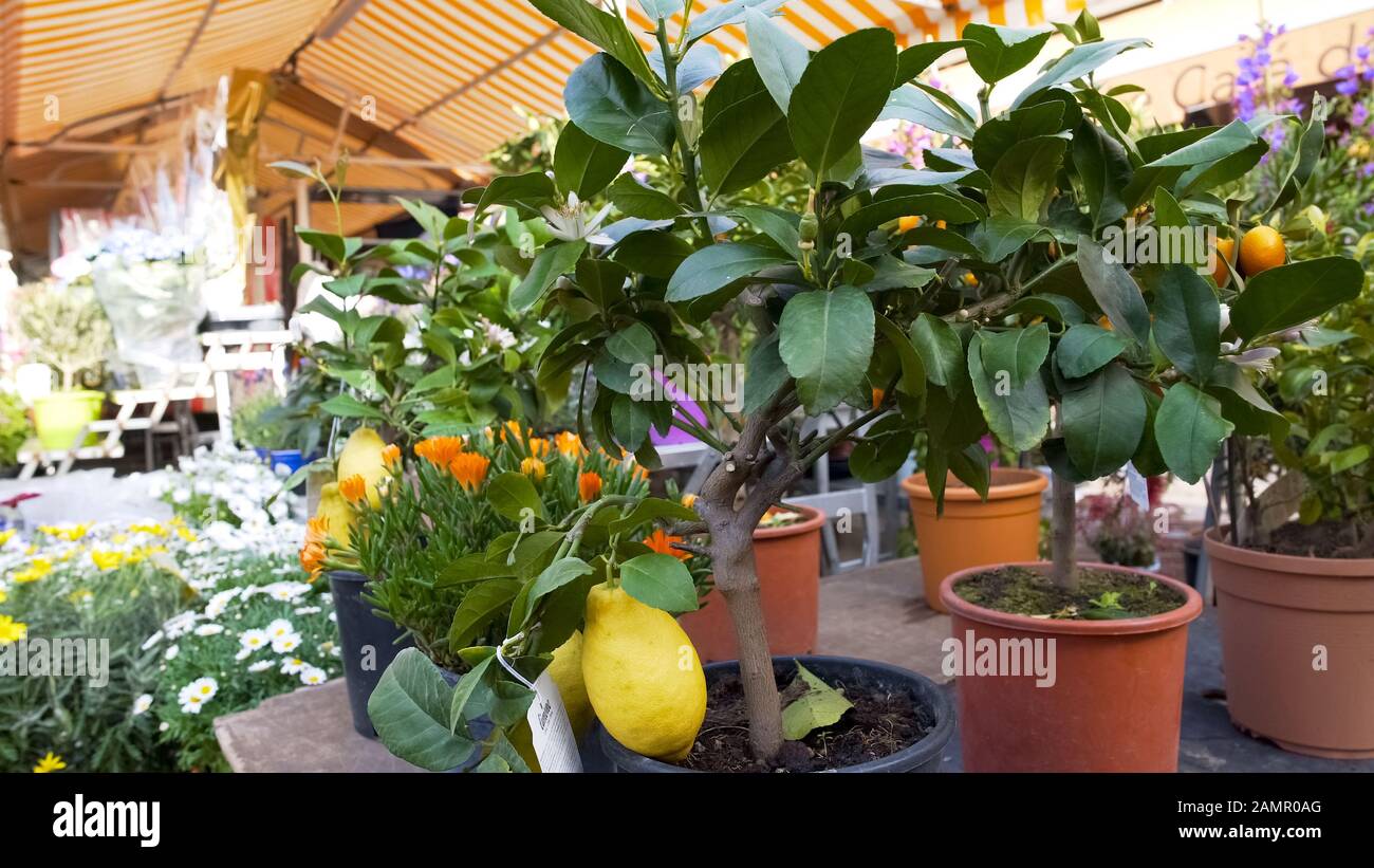 Varietà di agrumi con frutta venduta al mercato dei fiori, commercio Foto Stock