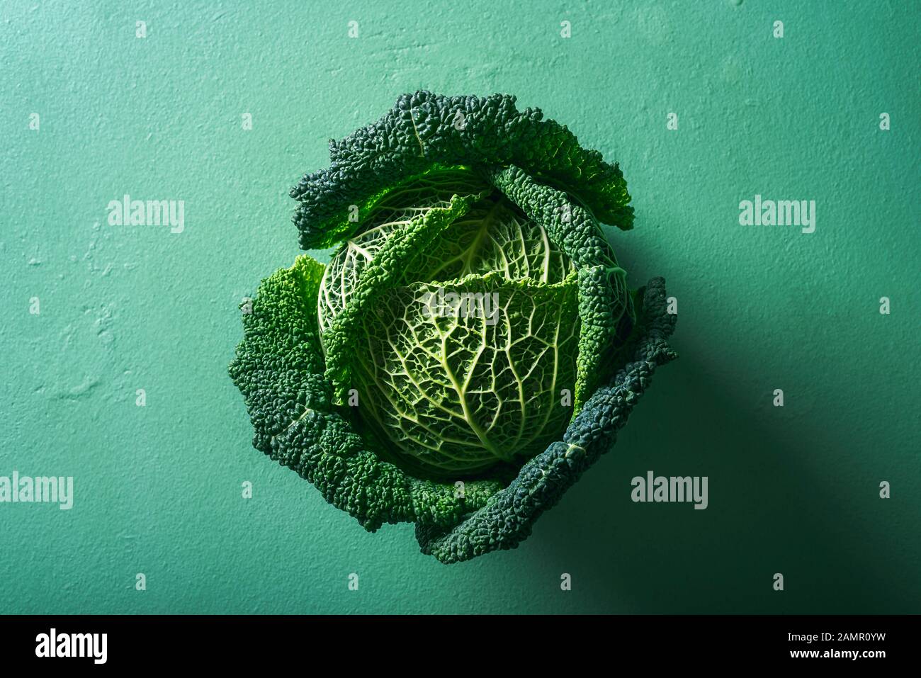 Cavolo singolo su acqua menthe tavolo. Sopra la vista del verza verza cavolo in luce del sole. Cibo biologico. Verdure dieta detox. Cavolo appena raccolto. Foto Stock