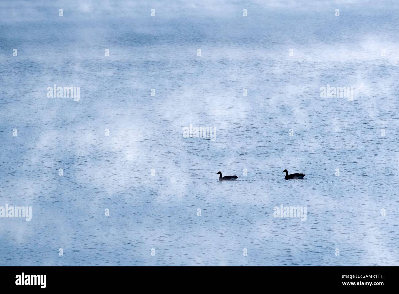 Oche del Canada sul lago di Wallowa, Oregon. Foto Stock