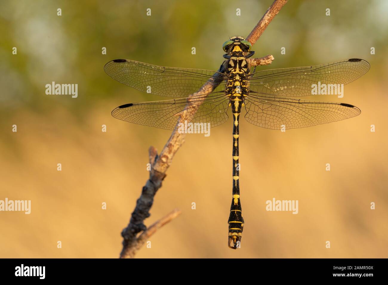 Il piccolo pincertail o verde-eyed hook-tailed dragonfly Onychogomphus forcipatus in Repubblica Ceca Foto Stock