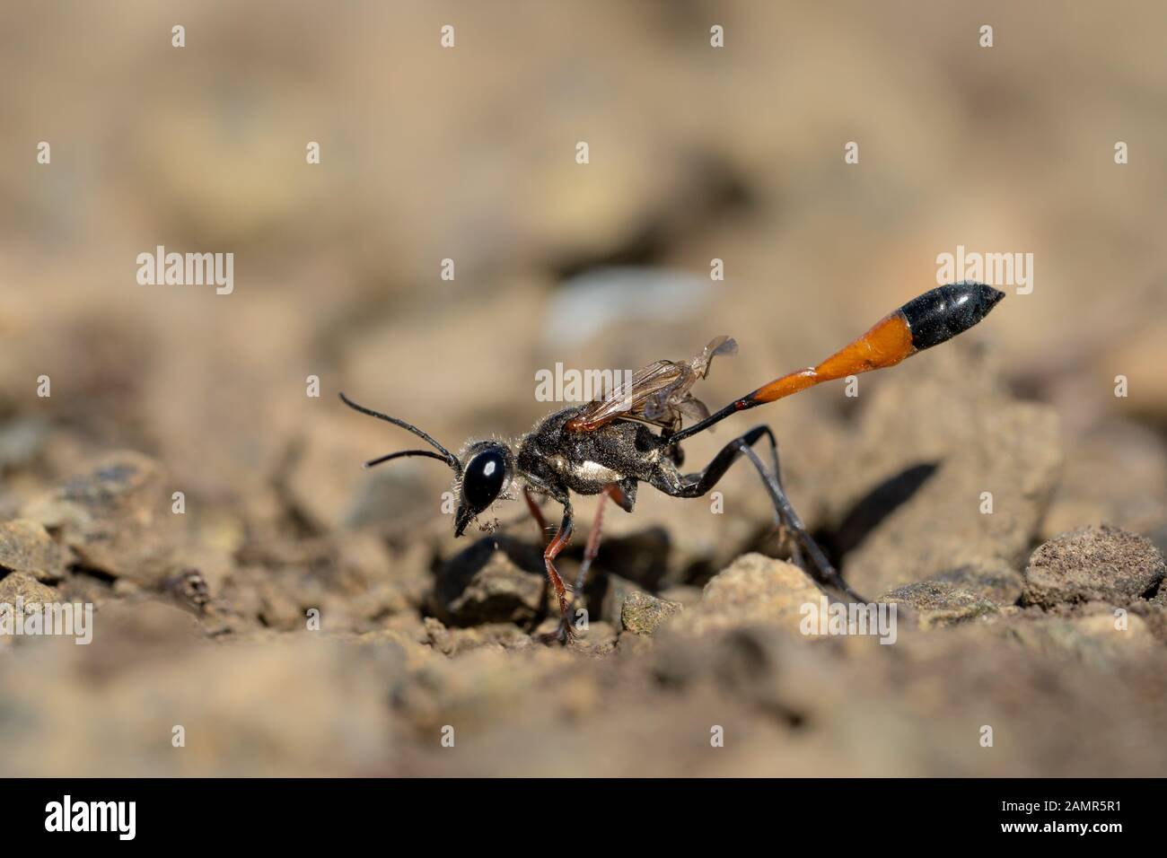 La Wasp Ammophila sabulosa in Repubblica Ceca Foto Stock