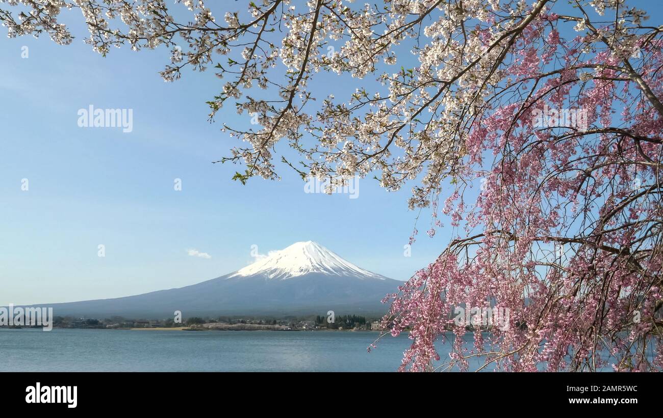 monte fuji con fiori di ciliegio rosa e bianco in primo piano a kawaguchiko Foto Stock