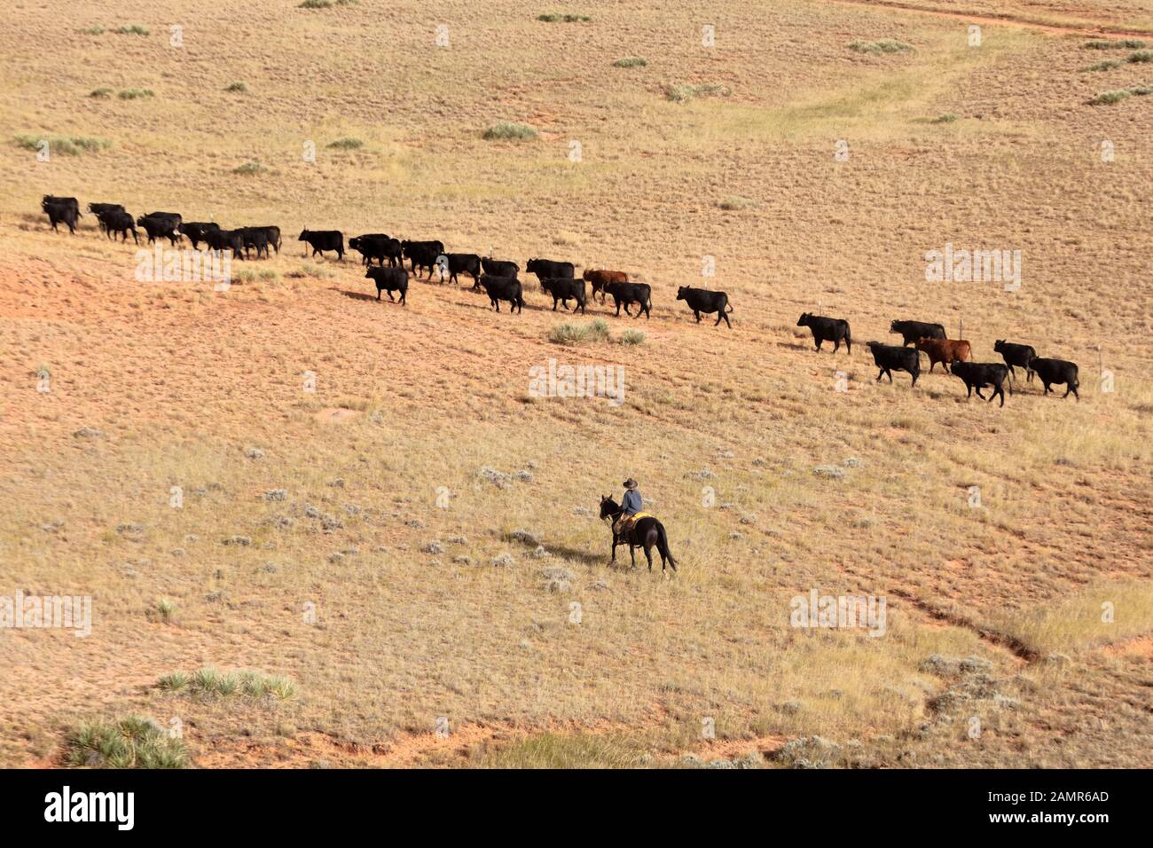 WY04071-00....WYOMING - mano di ranch della donna che porta nel bestiame. Foto Stock