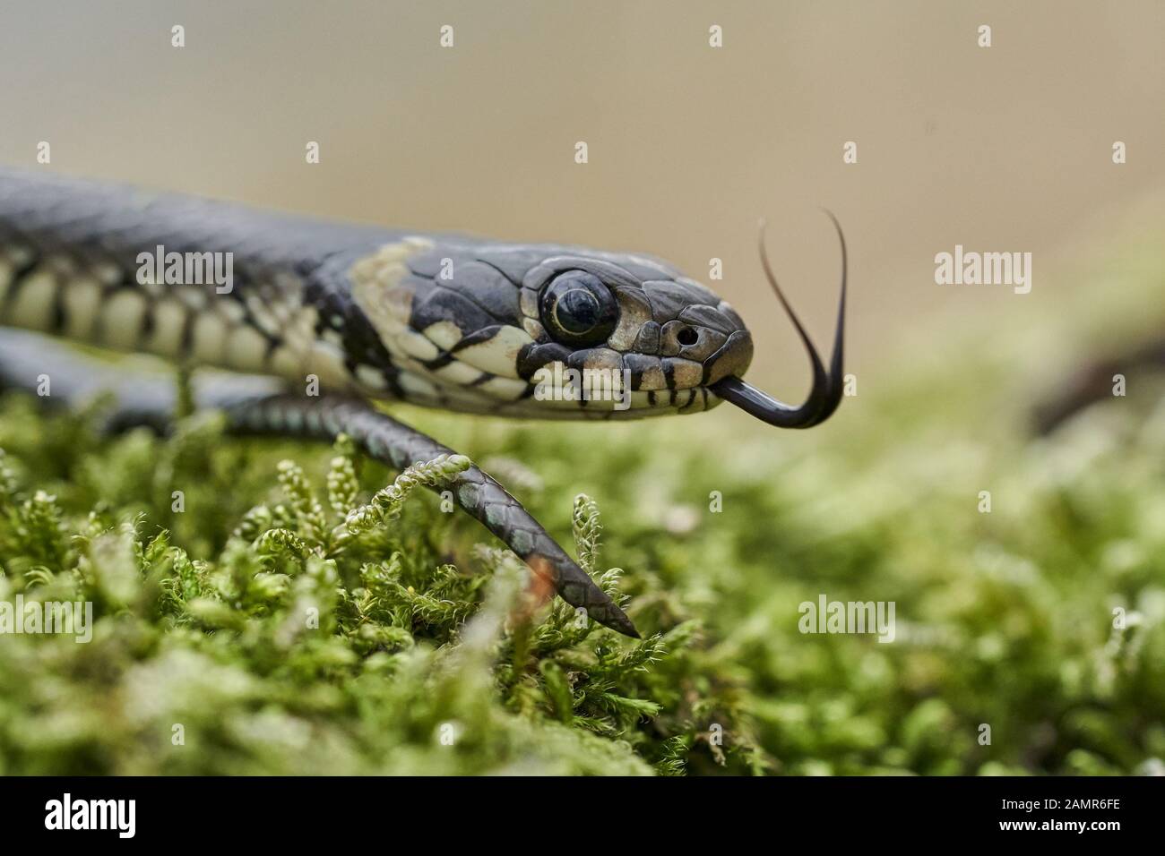 La biscia natrix natrix in Repubblica Ceca Foto Stock