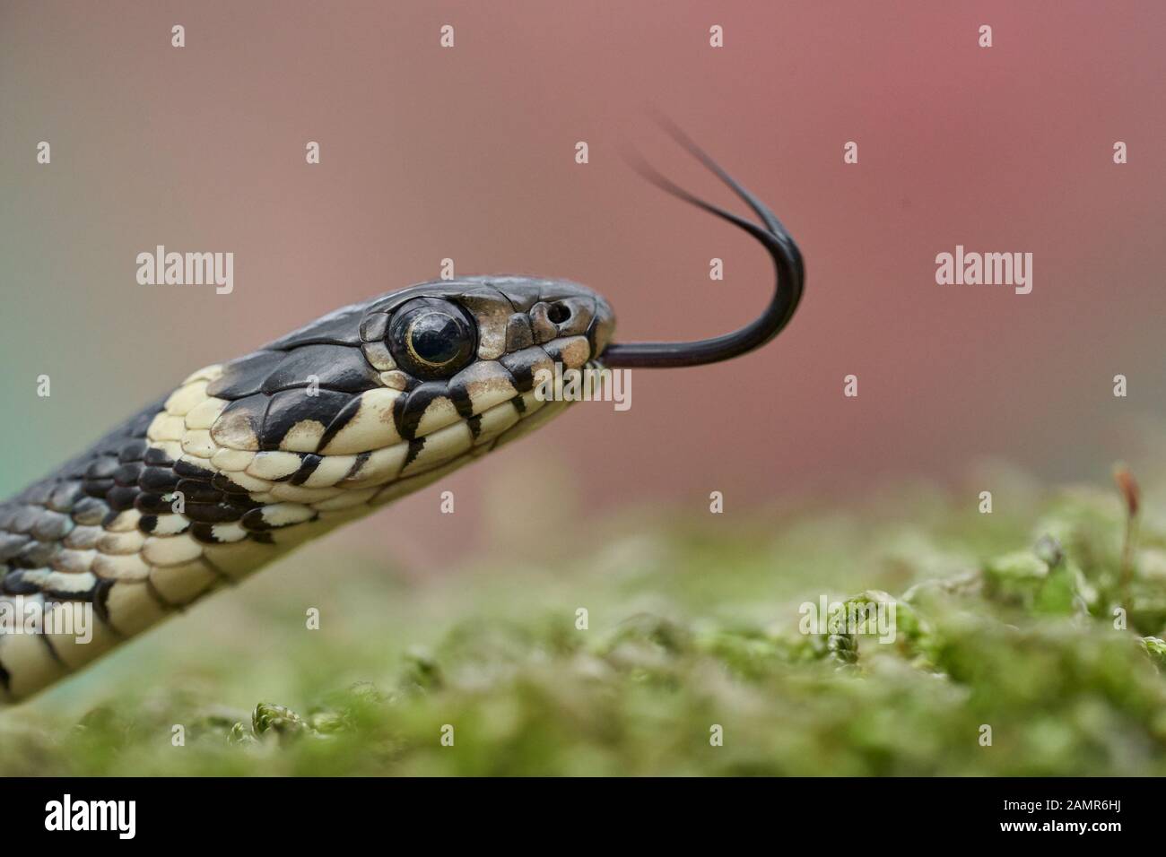 La biscia natrix natrix in Repubblica Ceca Foto Stock