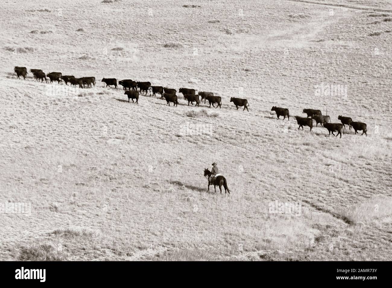 WY04071-00-BW....WYOMING - mano di ranch della donna che porta nel bestiame. Foto Stock