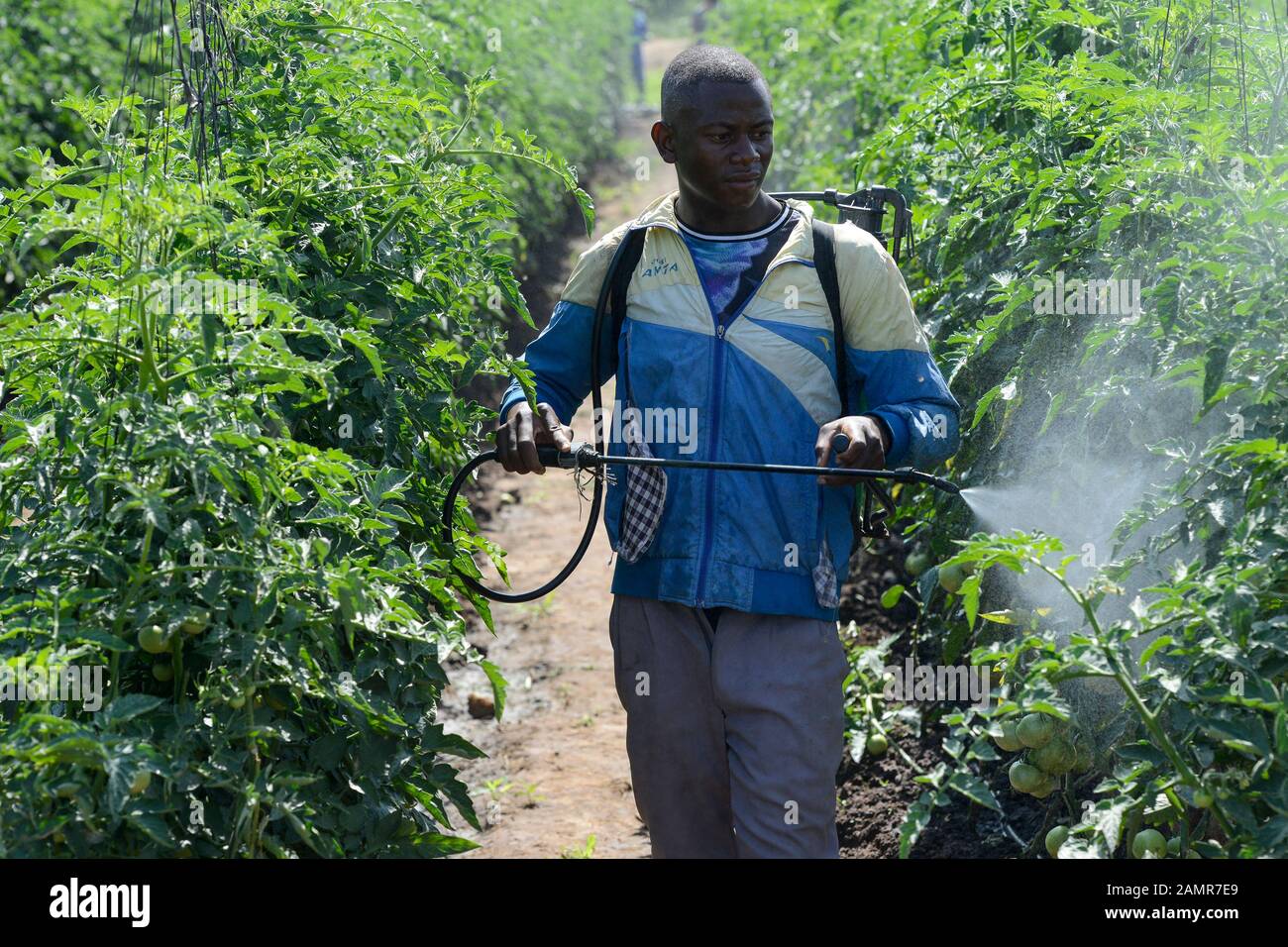 ZAMBIA, Mazabuka, allevamento di pomodori, irrorazione di pesticidi e fungicidi, contaminazione Foto Stock