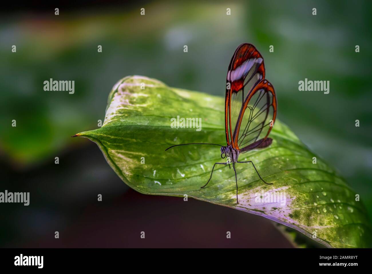 Bella Glasswing Butterfly (Greta oto) su una foglia con gocce di pioggia in un giardino estivo. In amazone rainforest in Sud America. Foto Stock