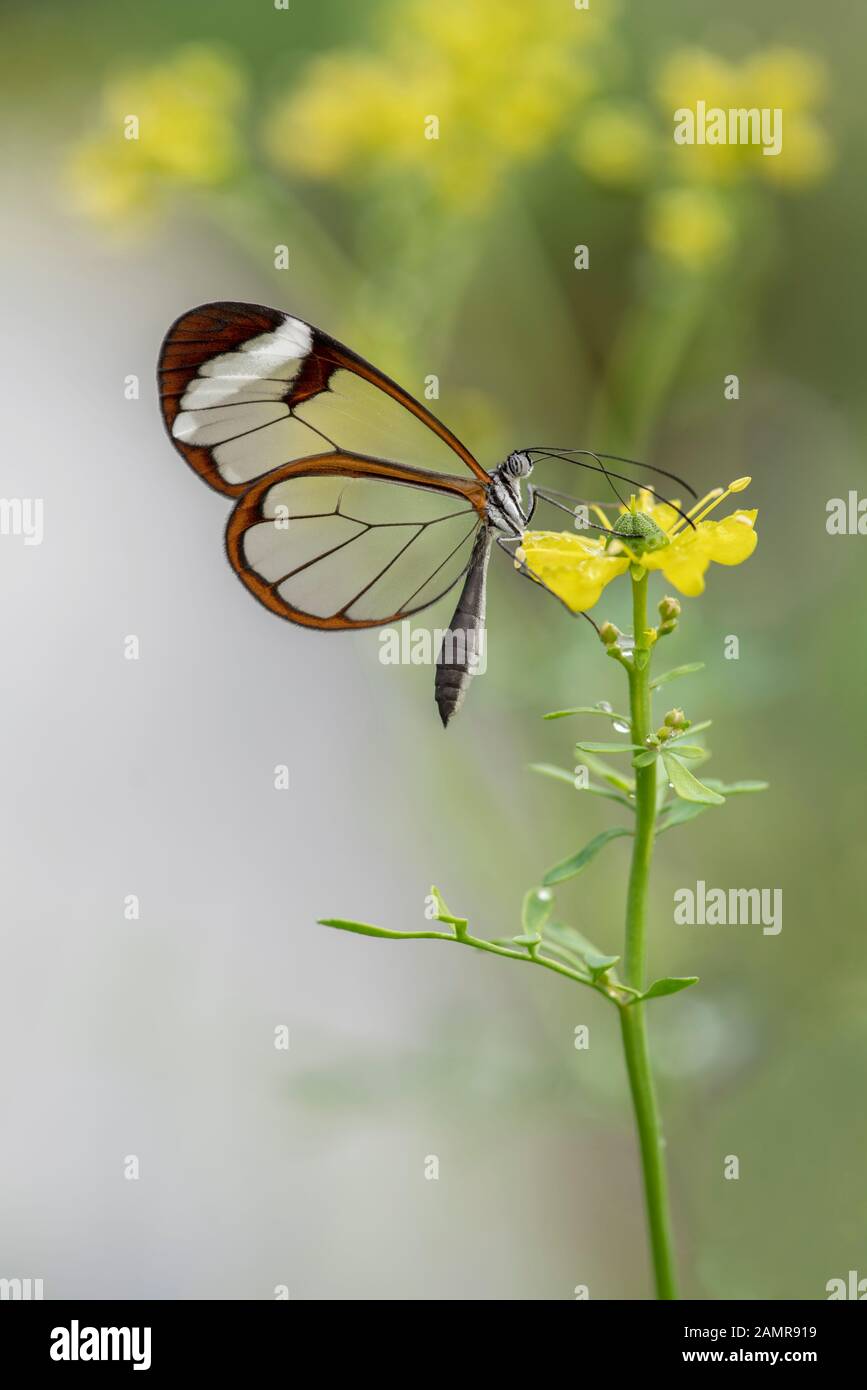 Bella Glasswing Butterfly (Greta oto) in un giardino estivo su un fiore giallo. In amazone rainforest in Sud America. Presious butterf tropicale Foto Stock