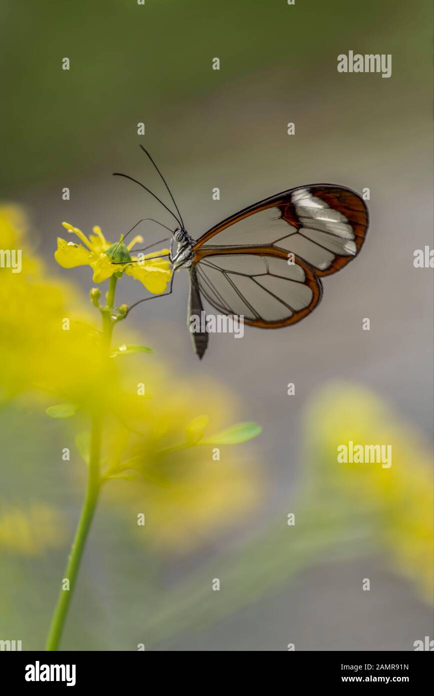 Bella Glasswing Butterfly (Greta oto) in un giardino estivo su un fiore giallo. In amazone rainforest in Sud America. Presious butterf tropicale Foto Stock