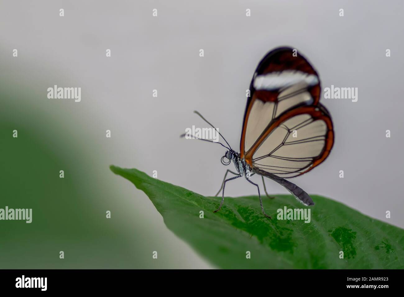 Bella Glasswing Butterfly (Greta oto) su una foglia con gocce di pioggia in un giardino estivo. In amazone rainforest in Sud America. Presious Tropical b Foto Stock