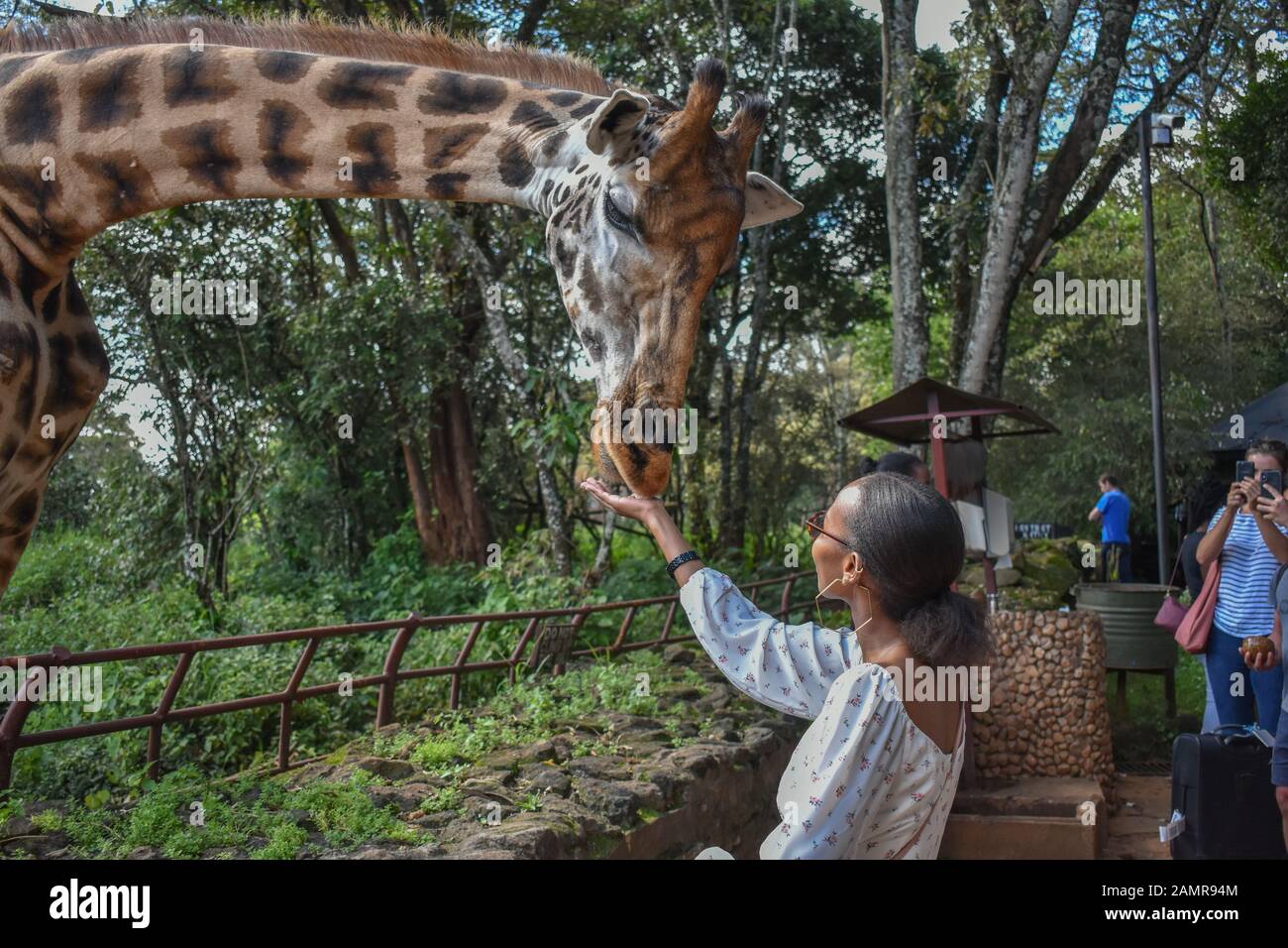 Nairobi /Kenya- 12 dicembre 2019: una bellissima donna keniota alimentando una giraffa Rothschild dal palmo della sua mano a giraffa Centre di Nairobi. Foto Stock