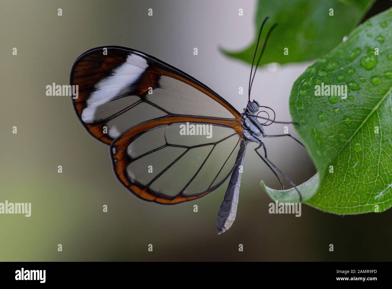 Bella Glasswing Butterfly (Greta oto) su una foglia con gocce di pioggia in un giardino estivo. In amazone rainforest in Sud America. Presious Tropical b Foto Stock