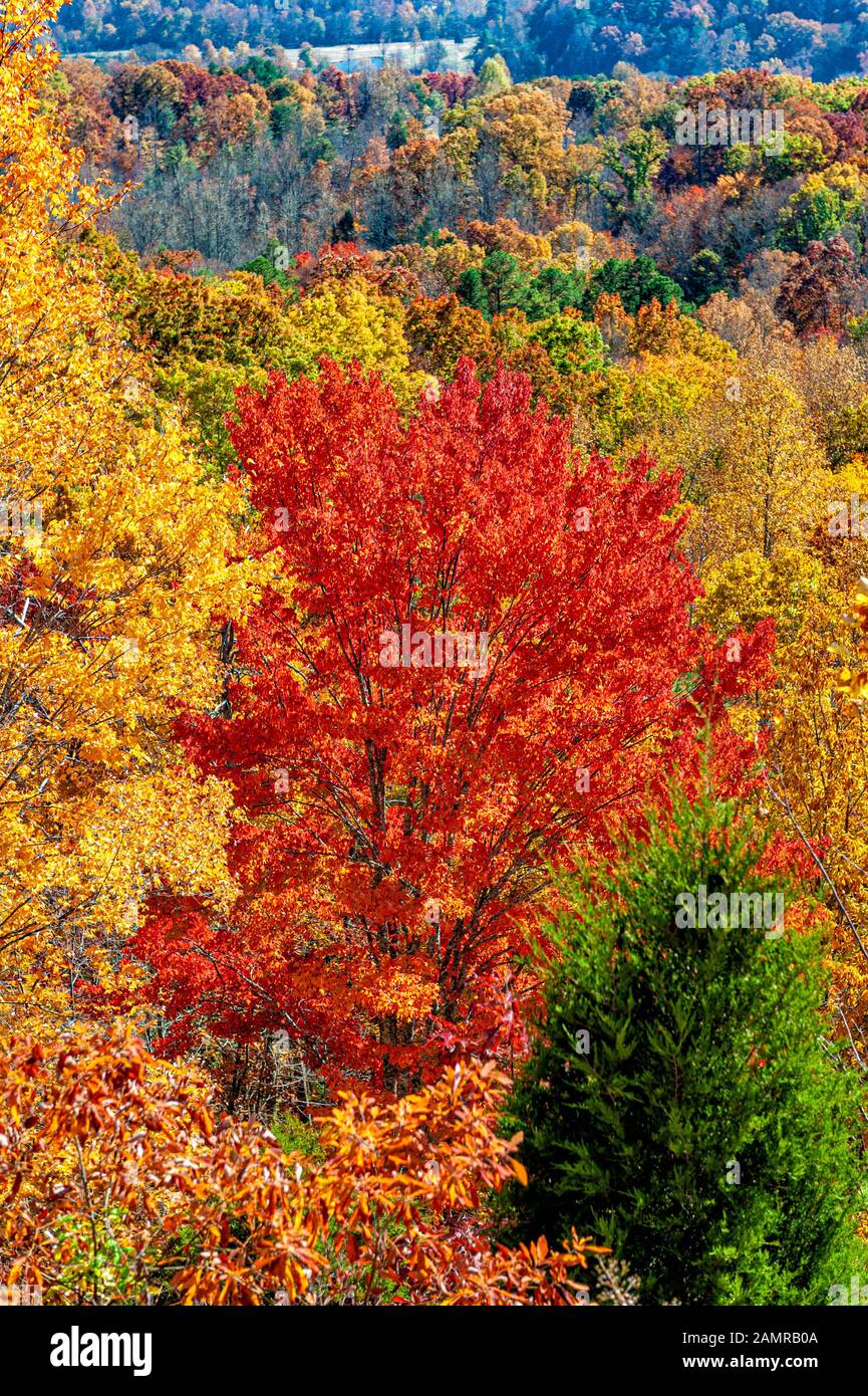 Scatto verticale di alcuni bei colori di autunno del Tennessee. Foto Stock
