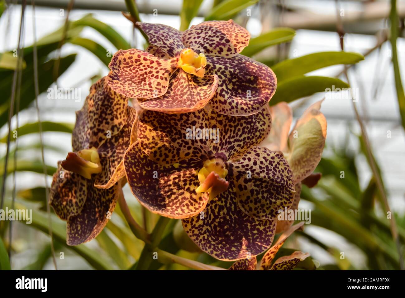 Orchidee illuminato dalla tarda sera sun Foto Stock