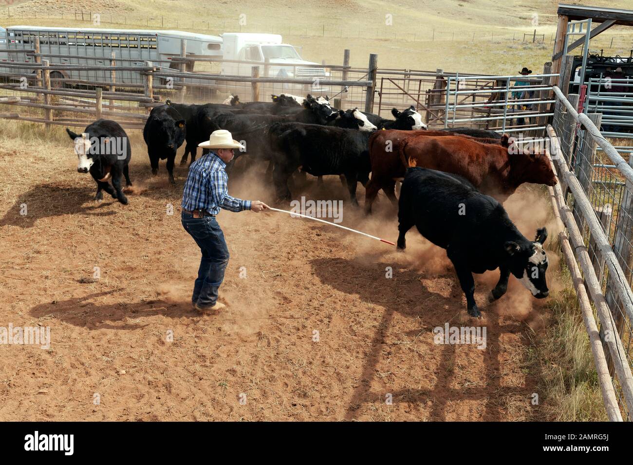 WY04111-00...WYOMING - Sorting Cattle during a Cattle Round up on the Willow Creek Ranch. Foto Stock