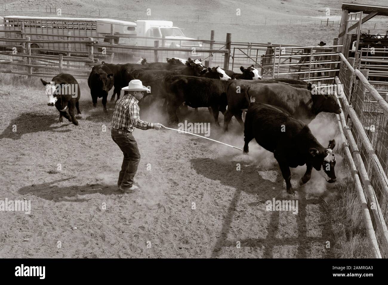 WY04111-00-BW...WYOMING - Sorting Cattle during a Cattle Round up on the Willow Creek Ranch. Foto Stock