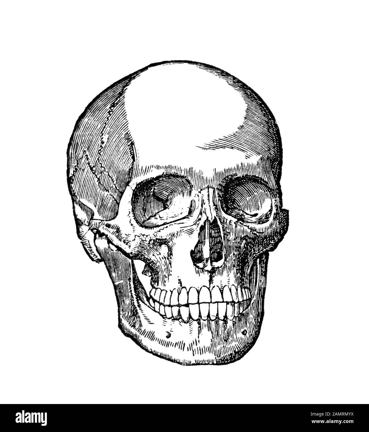 Illustrazione circa la fine di 1800s di un cranio umano. Disegno in bianco e nero diagramma scientifico medico. Foto Stock