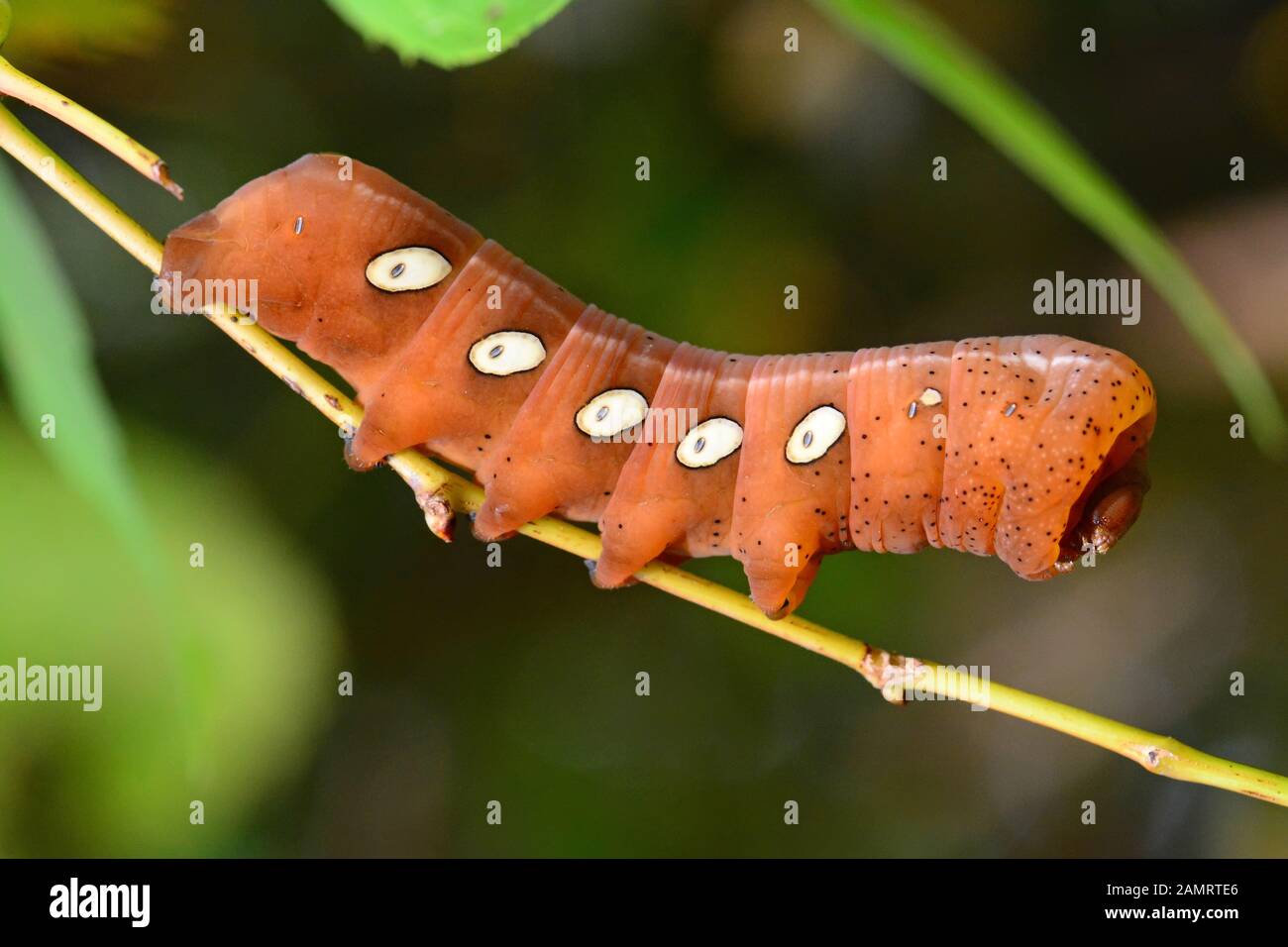 Pandorus, Sphinx Moth caterpillar Foto Stock