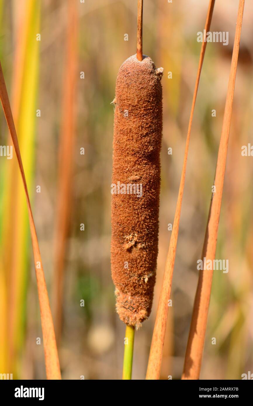 Wild bull rush fino vicino, Ontario, Canada Foto Stock