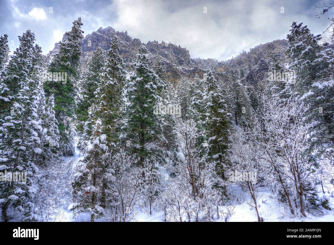 Gli abeti e i pini innevati raggiungono i cieli nebbie sulle ripide pendici delle montagne rocciose di Wasatch nell'American Fork Canyon, Utah, nel wint Foto Stock