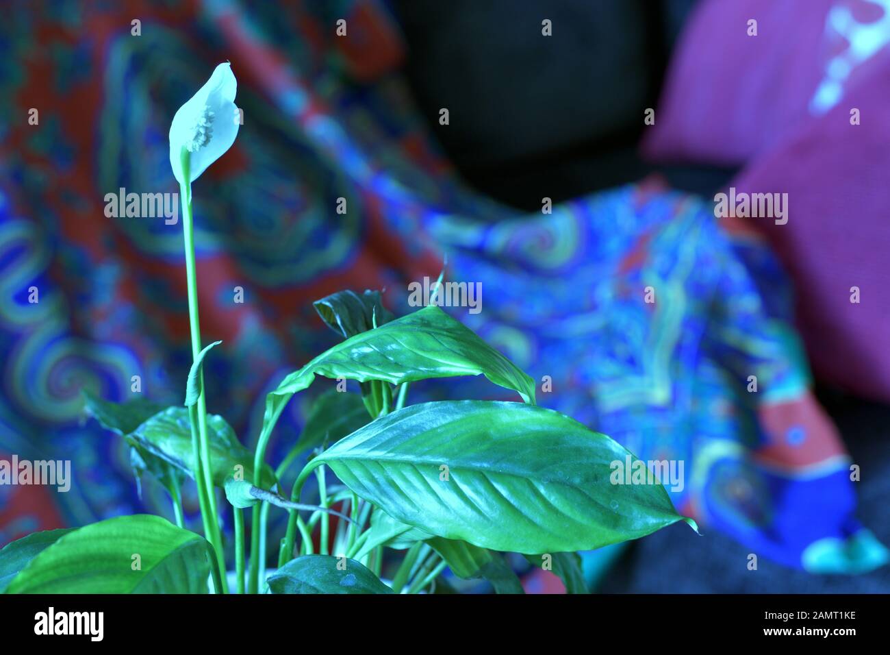 Pasqua Lily fioritura su pianta morente Foto Stock