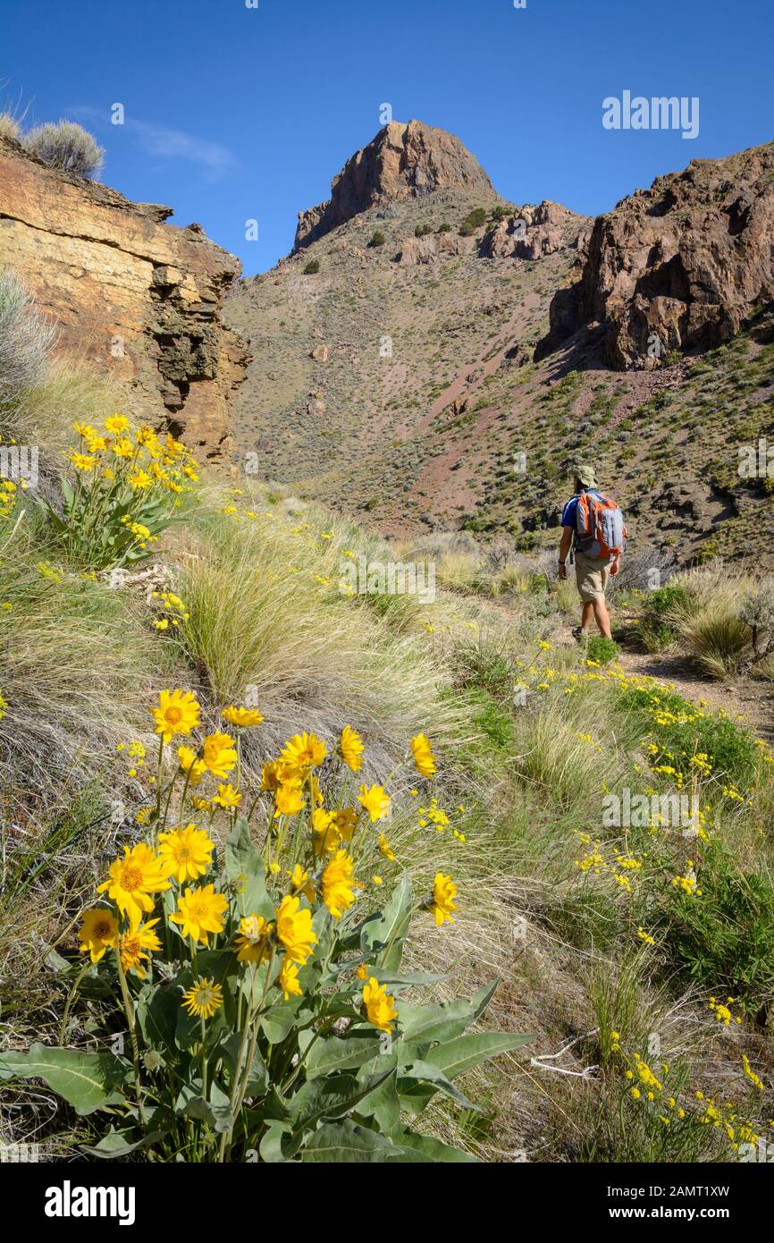 Balsamroot e Pike Rock con escursionista sul Pike Creek Trail, Steens Mountains sopra il deserto di Alvord, Oregon orientale. Foto Stock