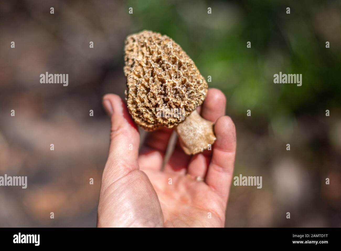 Mano dell'uomo che tiene un fungo selvaggio, Stati Uniti Foto Stock