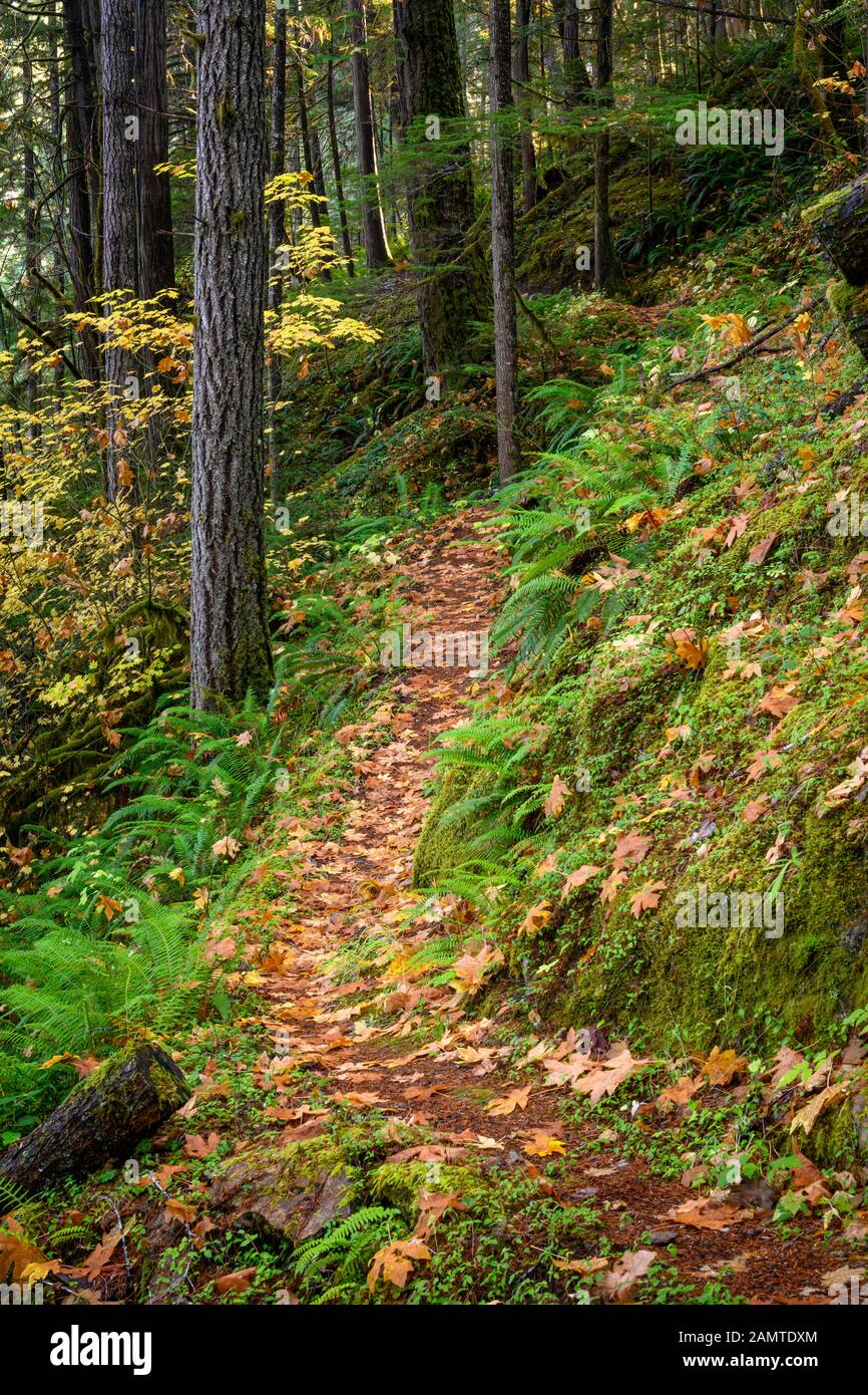 North Fork Trail; North Fork Middle Fork Del Fiume Willamette; Willamette National Forest, Oregon. Foto Stock